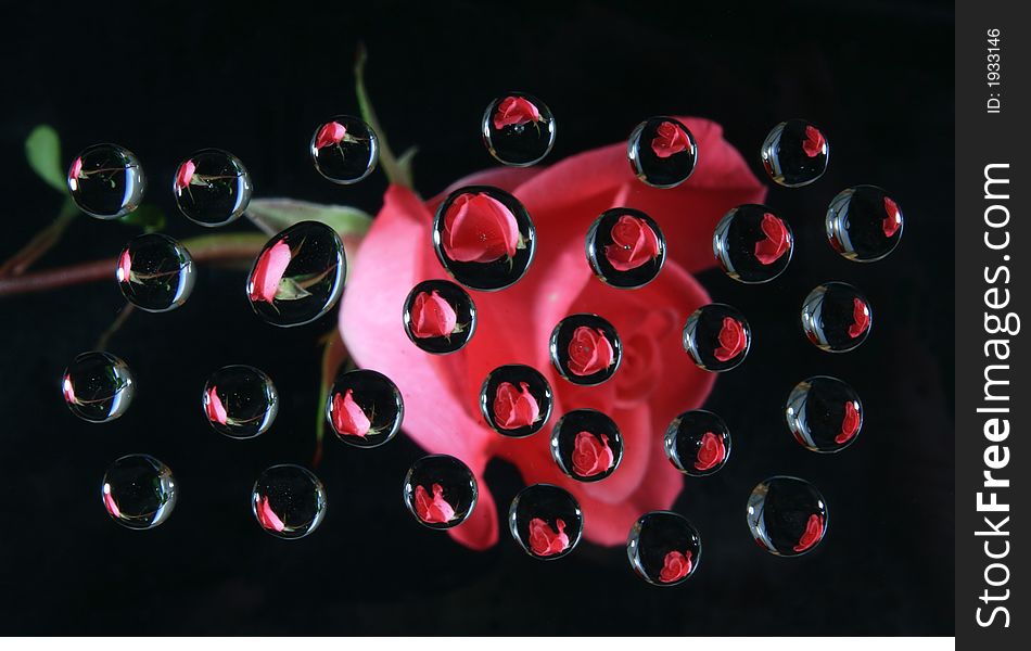 Pink rose reflected in drops on back background. Pink rose reflected in drops on back background