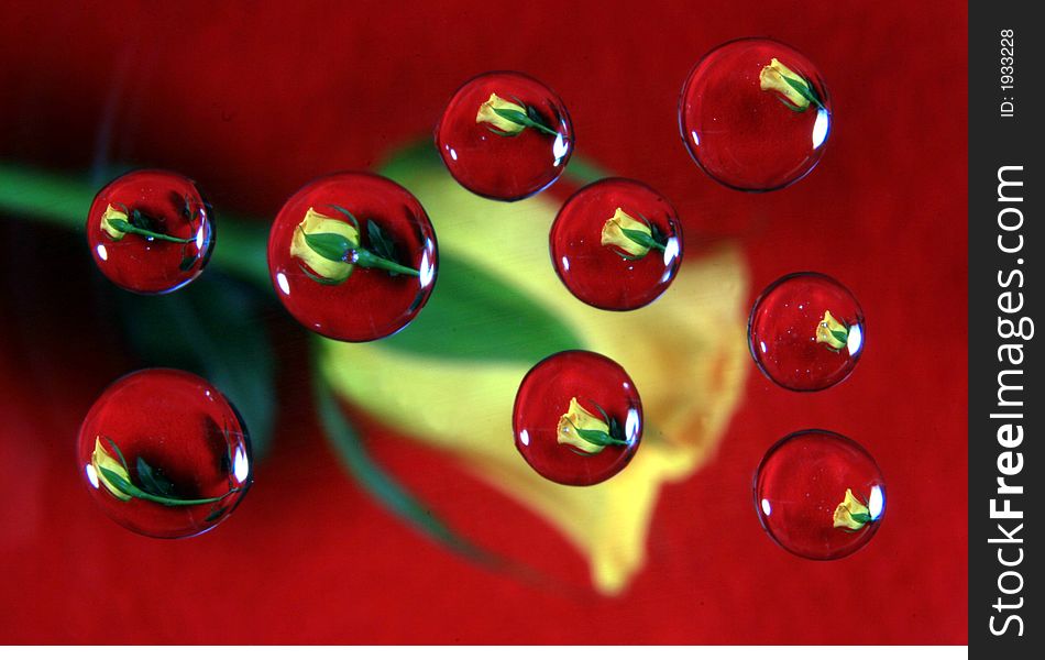 Yellow rose reflected in drops on red background. Yellow rose reflected in drops on red background