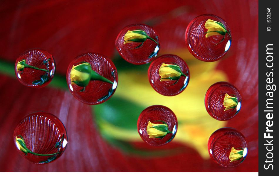 Yellow rose reflected in drops on red background. Yellow rose reflected in drops on red background