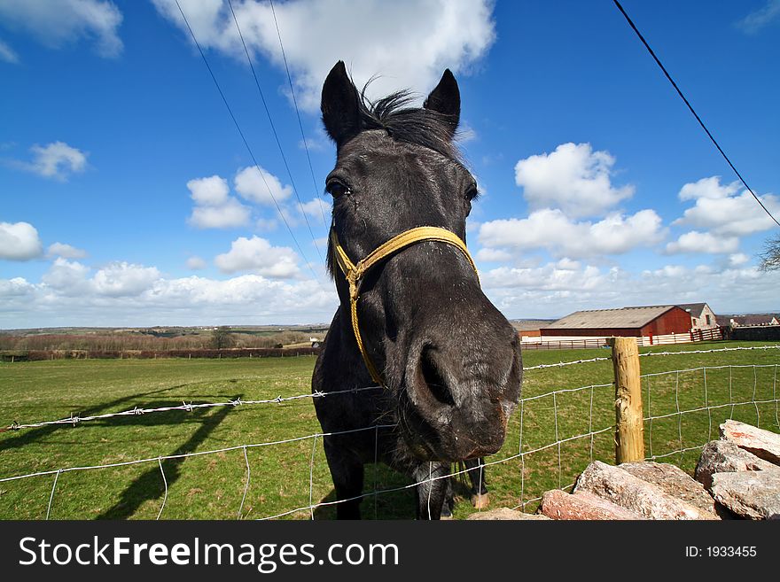 Wide angle shot of a horse on a sunny day