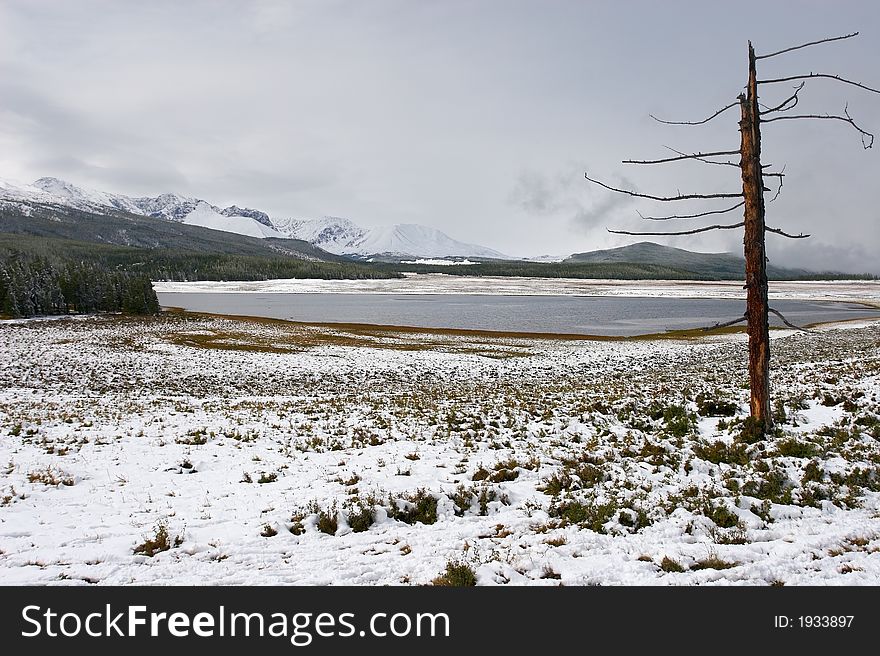 Winter lake and old tree. Altay. Russia.