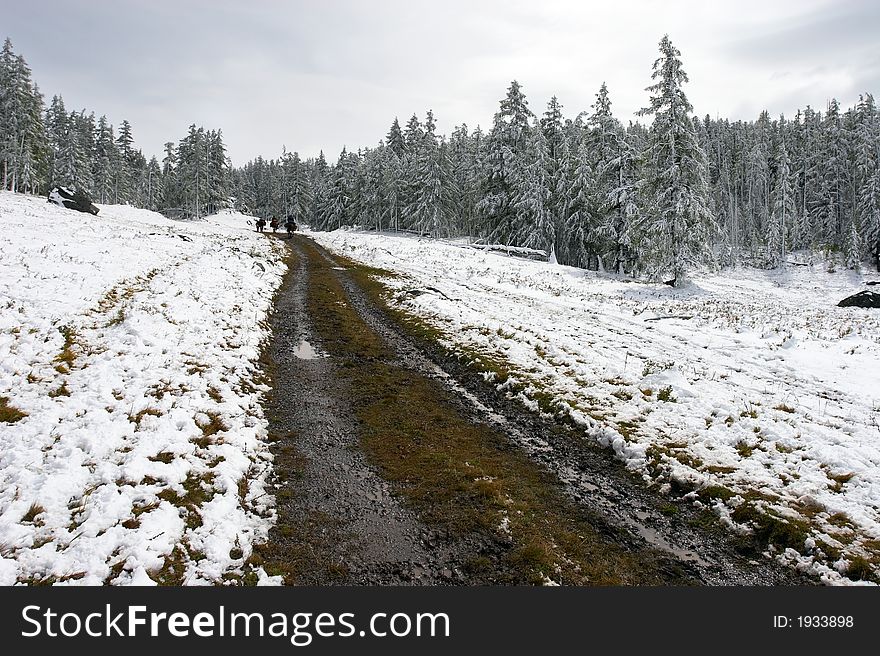 White wood, road and snow. Altay. Russia.