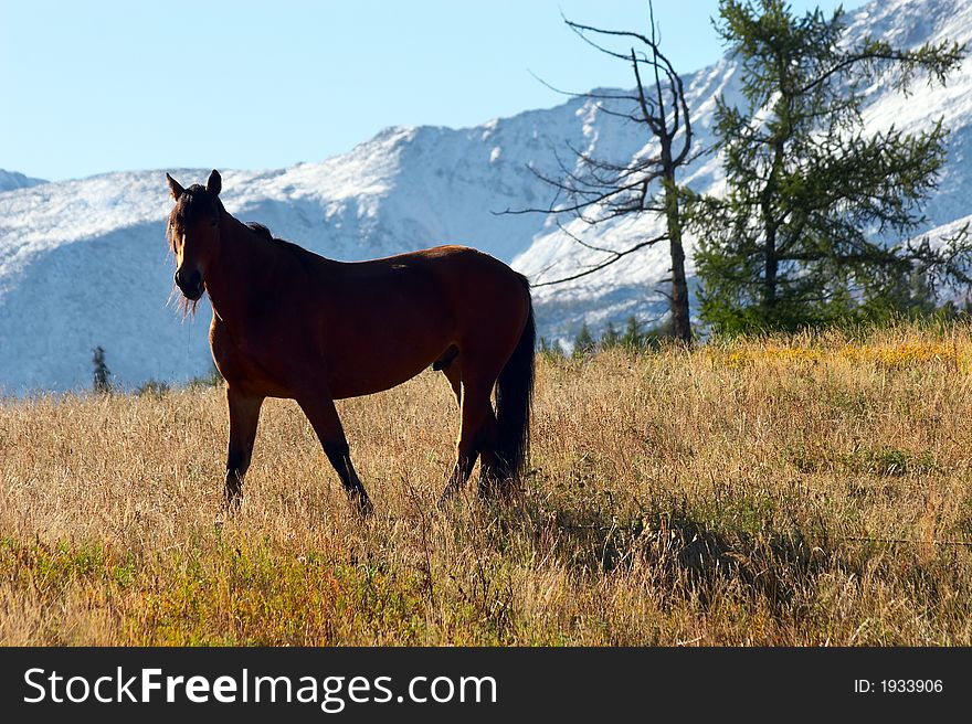 Horse And Mountains.