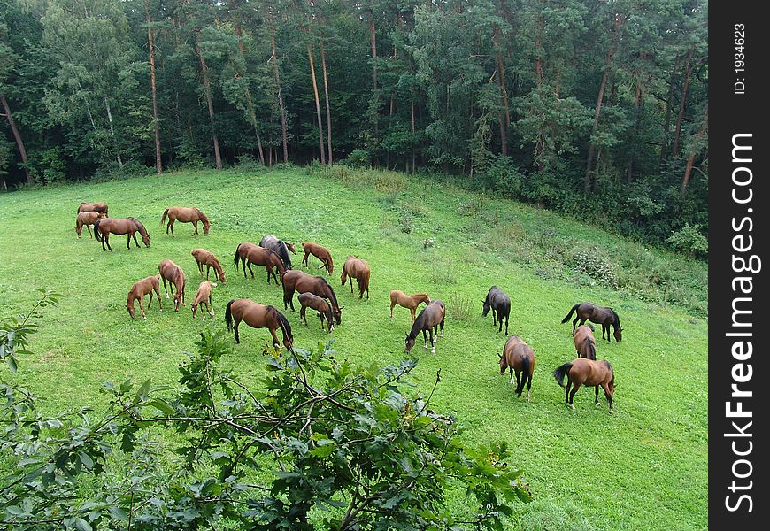 Lot of horses on the meadow. Lot of horses on the meadow