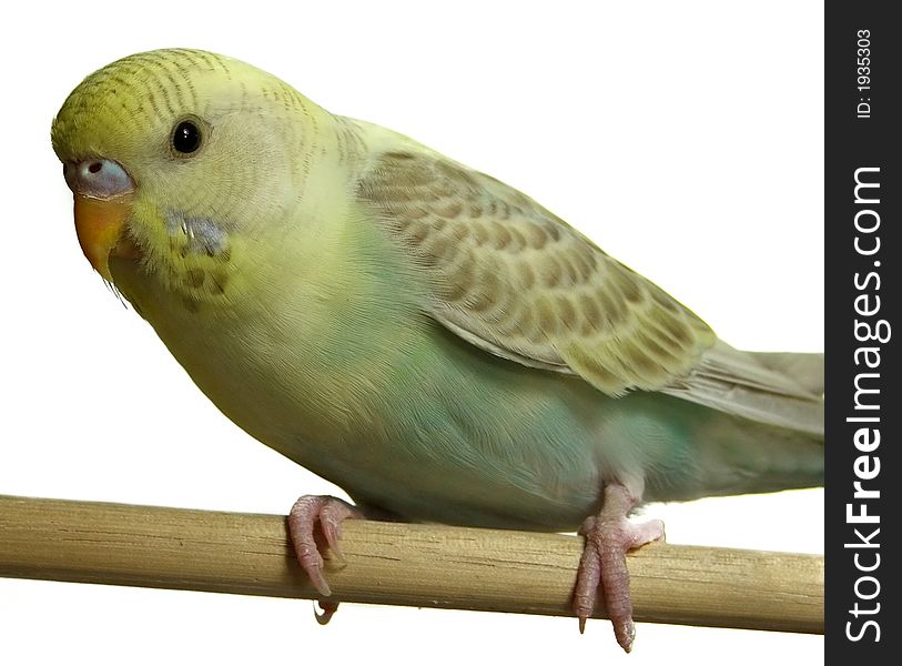 Parakeet (Budgie) sitting on a perch isolated on white. Parakeet (Budgie) sitting on a perch isolated on white