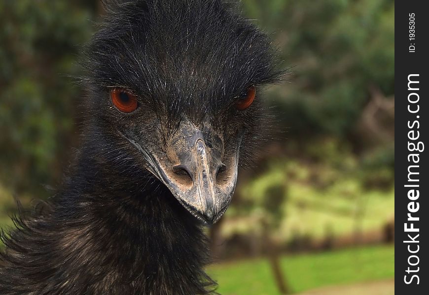 Emu - Dromaius novaehollandiae - Large, flightless, native Australian bird. Emu - Dromaius novaehollandiae - Large, flightless, native Australian bird