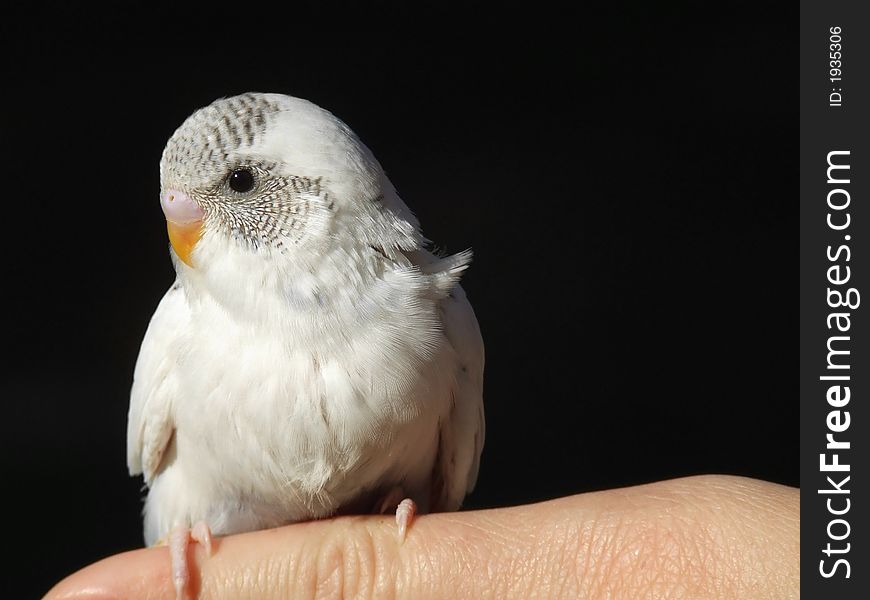 White pied budgeriegar perched on finger isolated on black with black copy space. White pied budgeriegar perched on finger isolated on black with black copy space