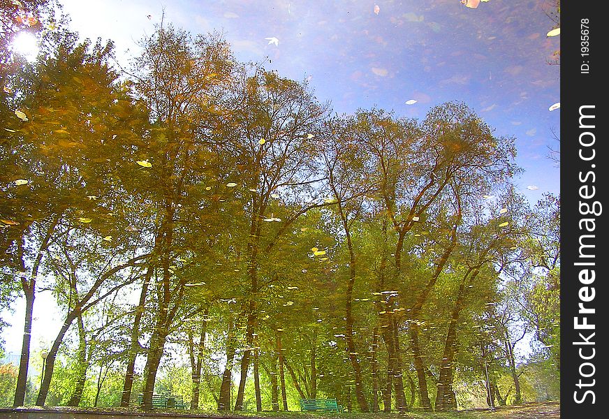Trees Reflected In A Water