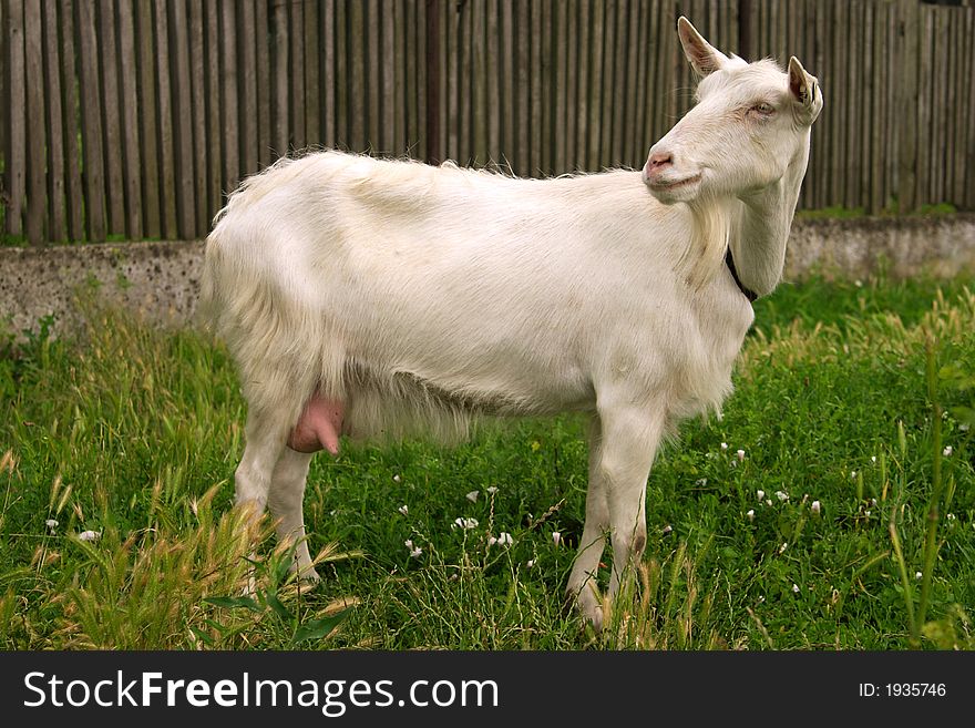 Single white goat full portrait. Single white goat full portrait
