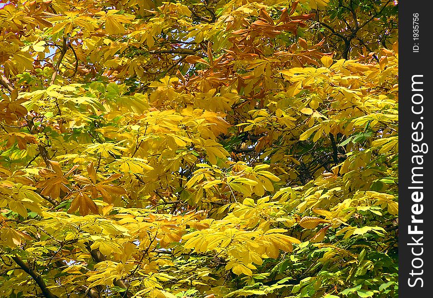 Luxuriant autumn foliage at a park