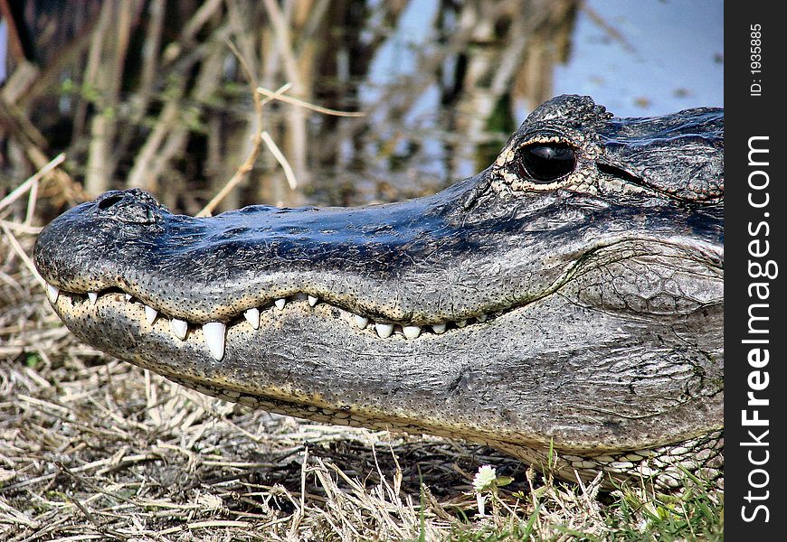 this is a american alligator that I found in the wild. he was about 6-7ft long and very cooperative. this is a american alligator that I found in the wild. he was about 6-7ft long and very cooperative