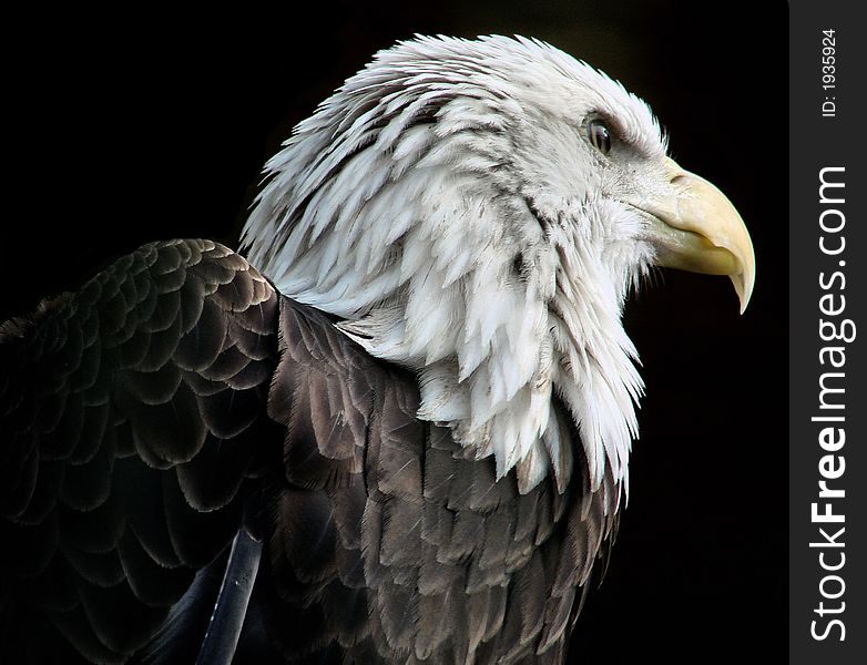 This is a bald eagle in the wild..I liked the side veiw, he looks very majestic. This is a bald eagle in the wild..I liked the side veiw, he looks very majestic