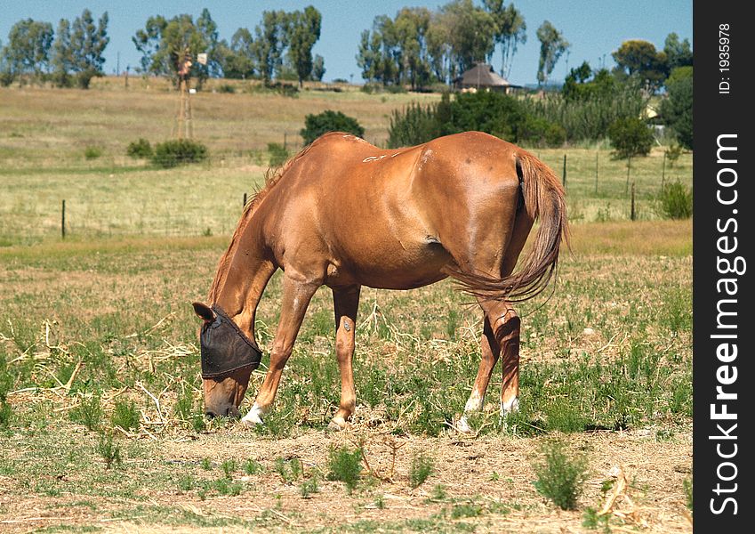 One Horse grazing in field on sunny day. One Horse grazing in field on sunny day