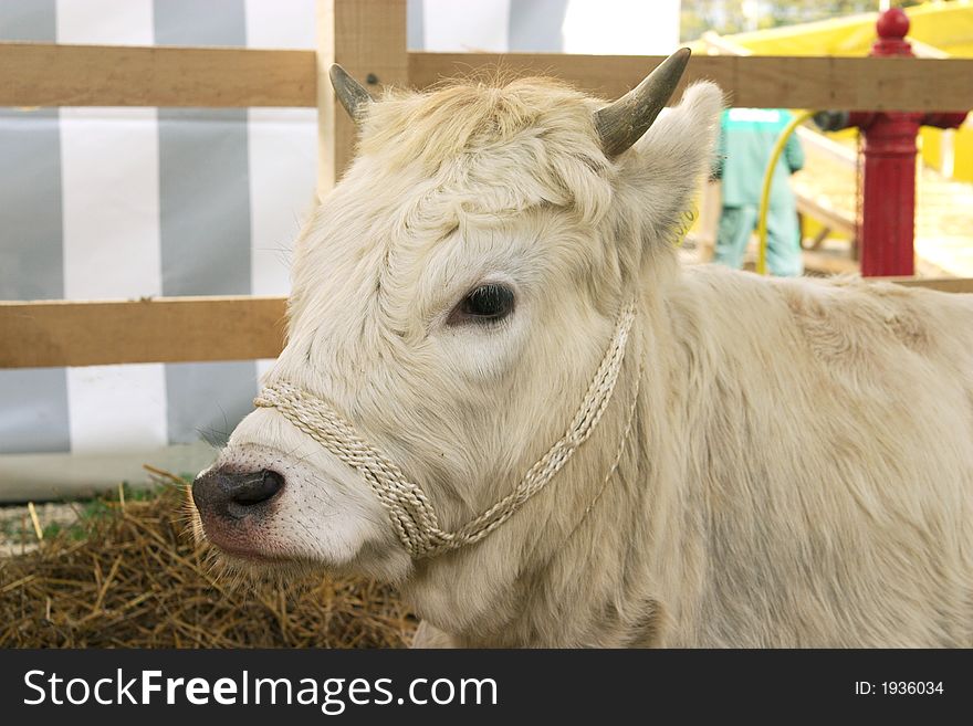 Cute face white calf portrait