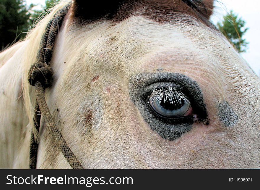 Blue eyed medicine hat horse closeup
