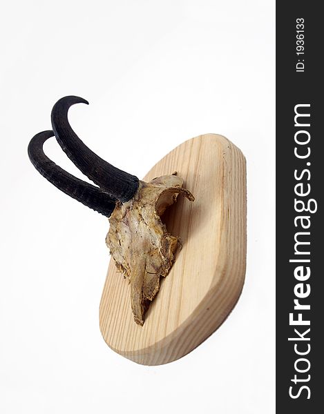 Hunting trophy skull and horns on a wooden board hung on a wall