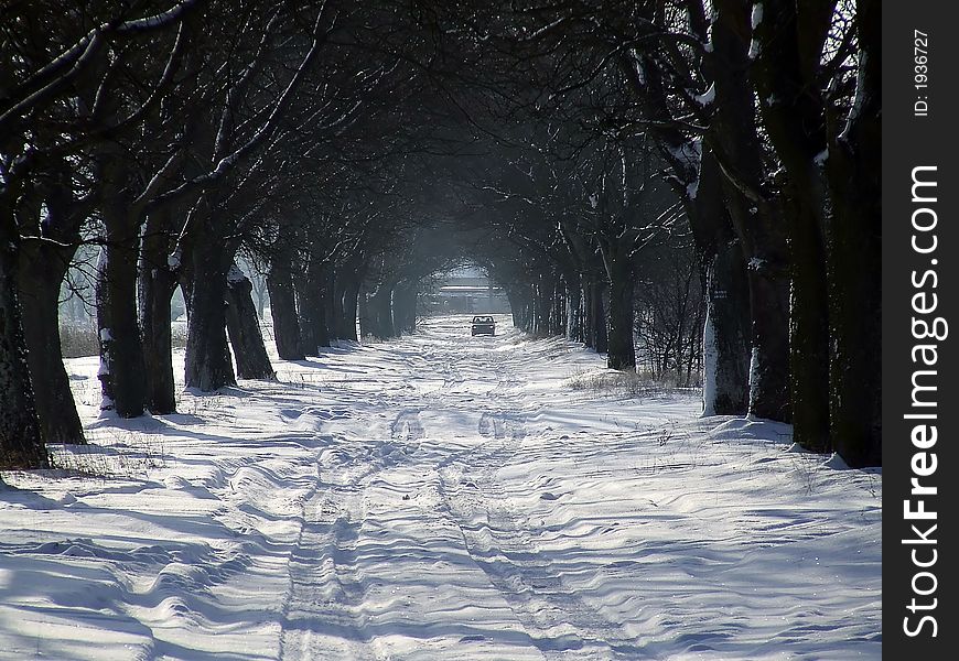 Winter path with a natural tree arch. Winter path with a natural tree arch