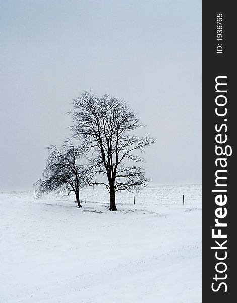 Two trees on a hill with snow. Two trees on a hill with snow