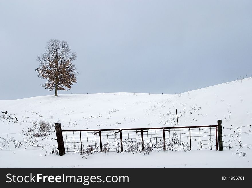 One tree on a hill of snow with a fence. One tree on a hill of snow with a fence