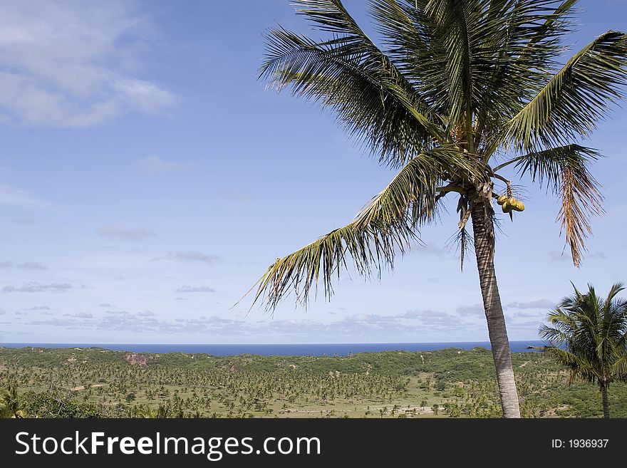 Big palm tree with outstretched field and beautiful blue sky
