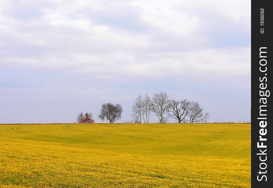 A field of yellow flower  in Germany, Baviera. A field of yellow flower  in Germany, Baviera