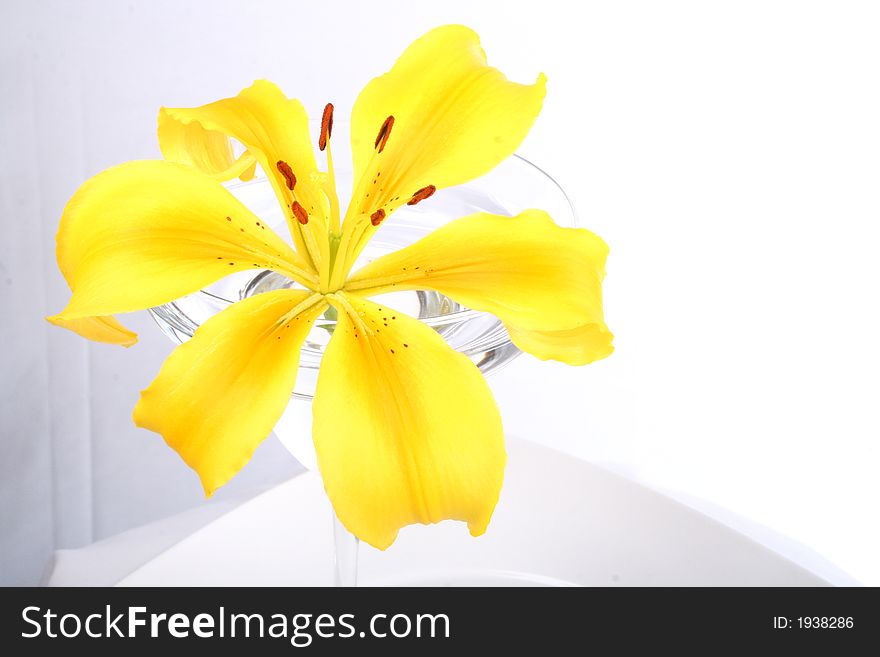 Bright yellow lily in a margarita glass on a white plate. Bright yellow lily in a margarita glass on a white plate