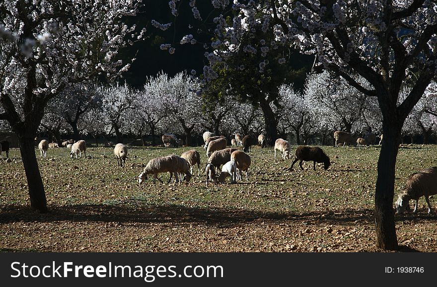 Ewes eating with almond tree in flower with blue sky of bottom