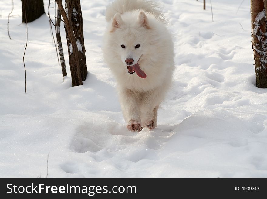 Samoed's dog in winter forest