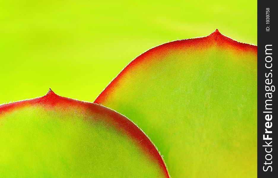Close-up of two suculet leaves, backlit. Close-up of two suculet leaves, backlit.