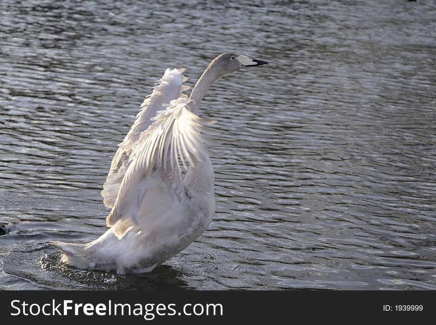 Image of a swan with open wings on a river in the dusk light. Image of a swan with open wings on a river in the dusk light.