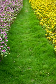 Flower And Grass Stock Photo Flower And Grass Stock Photo