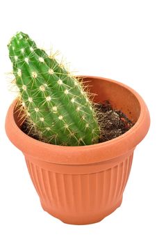Cactus In A Pot. Isolated On White Background Stock Photography Cactus In A Pot. Isolated On White Background Stock Photography