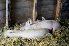 Pigs Sleeping In Barn Stock Photos Pigs Sleeping In Barn Stock Photos