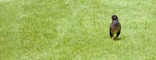 Bird On The Grass Royalty Free Stock Photo Bird On The Grass Royalty Free Stock Photo