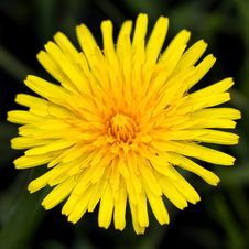 Taraxacum Officinale Stock Image Taraxacum Officinale Stock Image