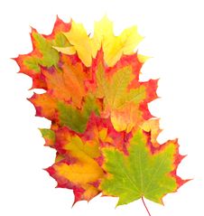 Autumn Maple Leaves Royalty Free Stock Photo Autumn Maple Leaves Royalty Free Stock Photo