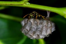 Wasp Guarding Its Nest Stock Images