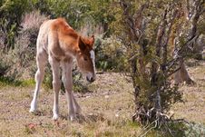 Wild Foal In Nevada Desert Royalty Free Stock Photo Wild Foal In Nevada Desert Royalty Free Stock Photo