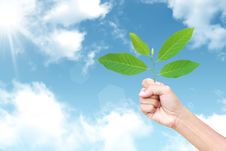 Fresh Green Leaf In Hand Against The Sky Stock Photo Fresh Green Leaf In Hand Against The Sky Stock Photo
