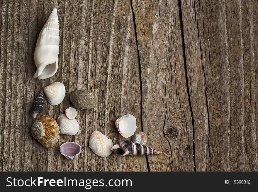Sea shells collection on old wooden background. Sea shells collection on old wooden background