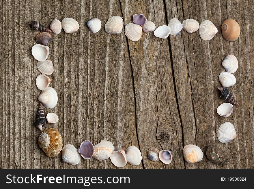 Sea shells collection on old wooden background. Sea shells collection on old wooden background