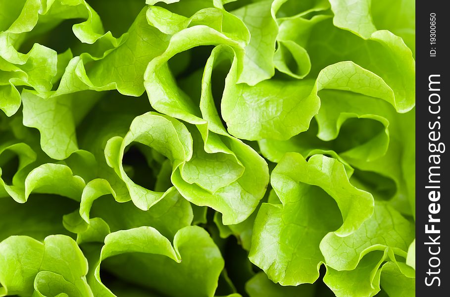 A lettuce is on the table. Close-up