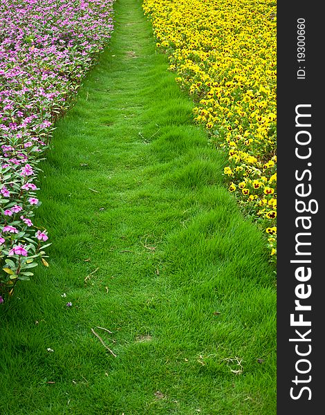 Grass path between two flower field. Grass path between two flower field