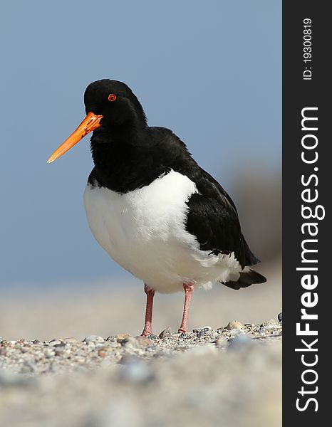 Beautiful oystercatcher looking at photographer