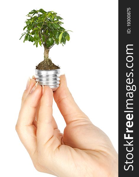 One lamp with plant inside in human hand on white background. Green energy concept