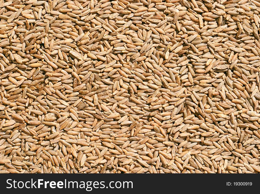 Wheat close up