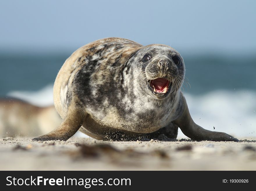 Adorable seal with mouth opened running. Adorable seal with mouth opened running