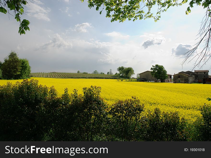 Field of yellow flowers in spring in Veneto. Field of yellow flowers in spring in Veneto