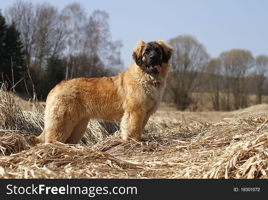 Young hirsute dog in spring