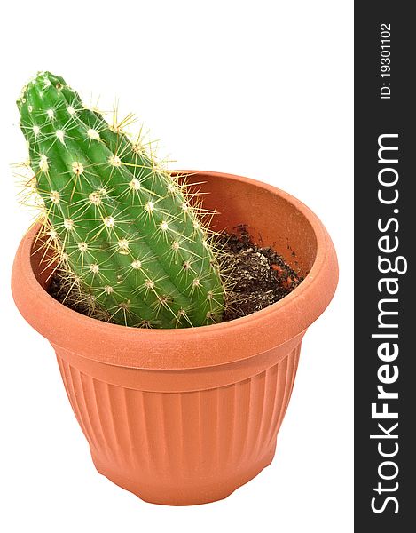 Cactus In A Pot. Isolated On White Background